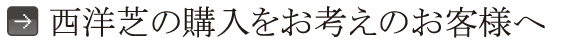 西洋芝の購入をお考えのお客様へ