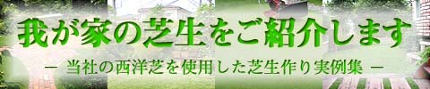 我が家の芝生をご紹介します